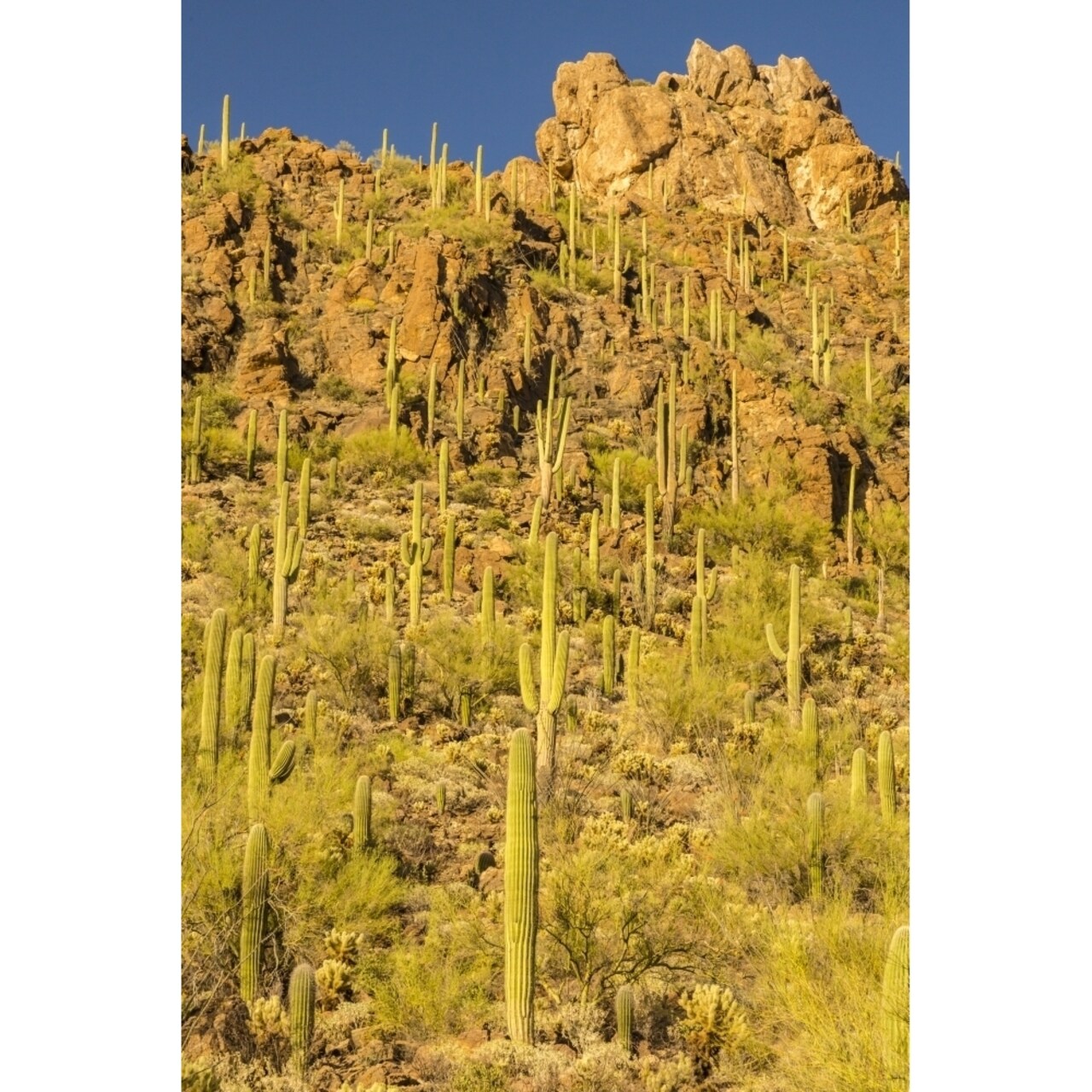 Usa Arizona Tucson Mountain Park. Sonoran Desert Landscape. Poster Print By Jaynes Gallery